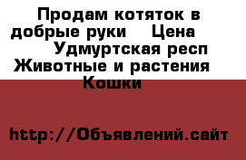 Продам котяток в добрые руки  › Цена ­ 1 500 - Удмуртская респ. Животные и растения » Кошки   